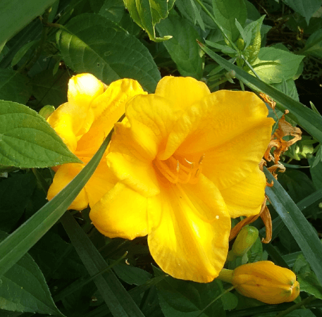 liliowiec stella