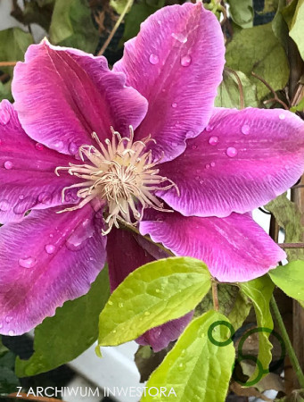 kwitnący, różowy powojnik clematis