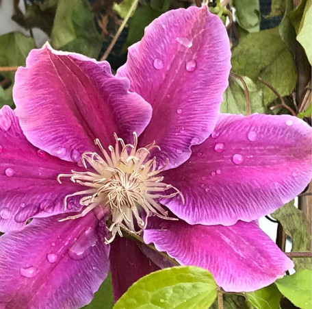 POWOJNIK, CLEMATIS