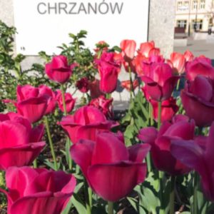 Zieleń w mieście – modernizacja rynku