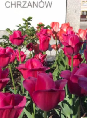 Zieleń w mieście – modernizacja rynku