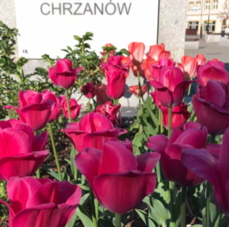 tulipany czerwone