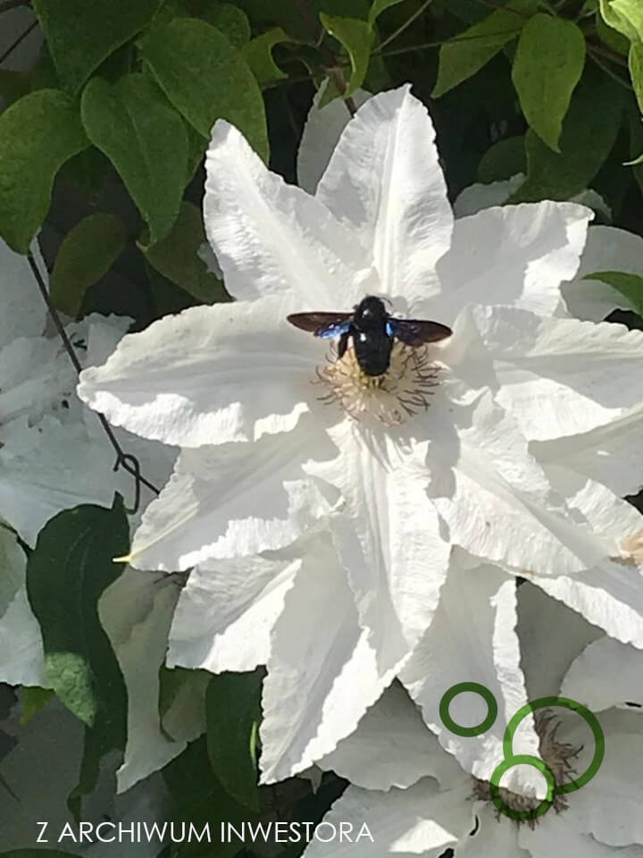clematis, powojnik, biały duży kwiat