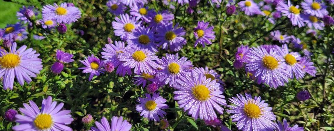 aster krzaczasty Alce Haslam