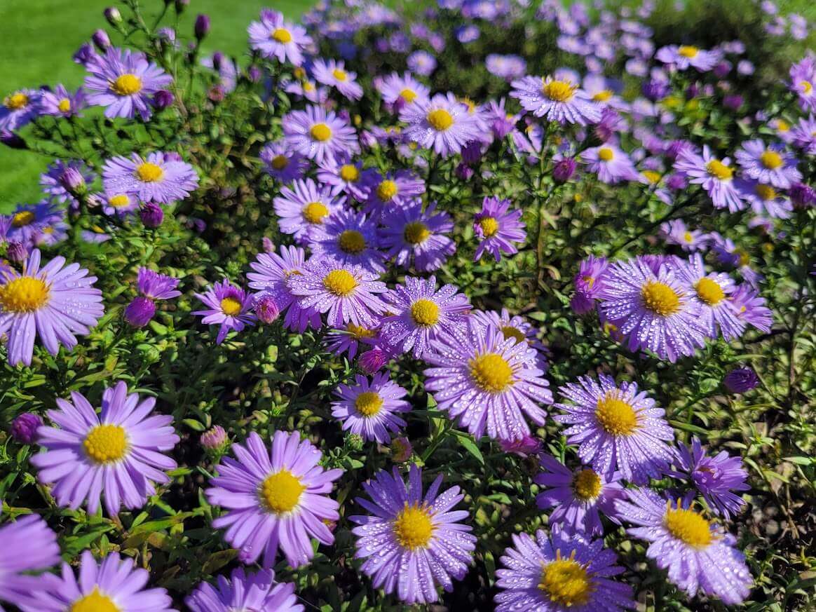 aster krzaczasty Alce Haslam